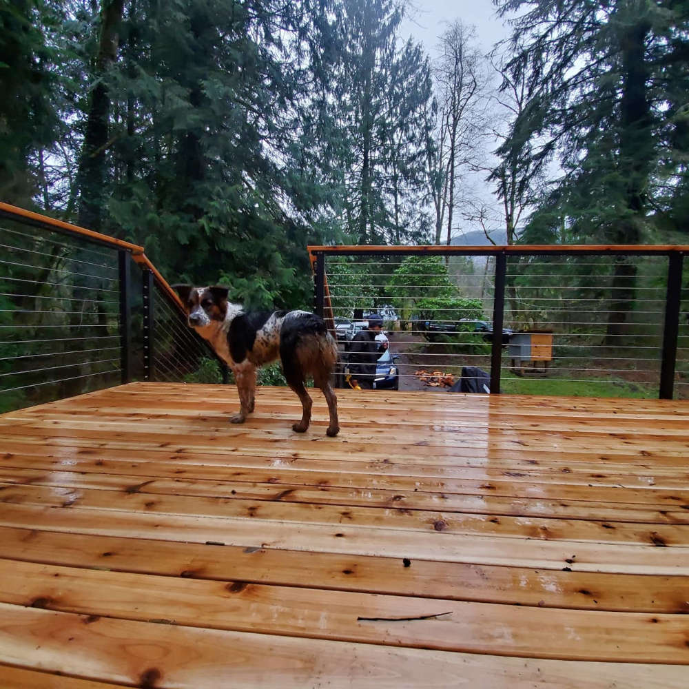 Dog walking on new cable railing deck